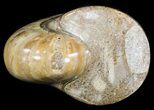 Polished Nautilus Fossil - Madagascar #47388-2